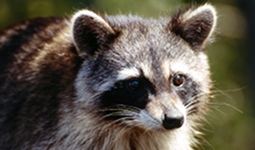 Racoon